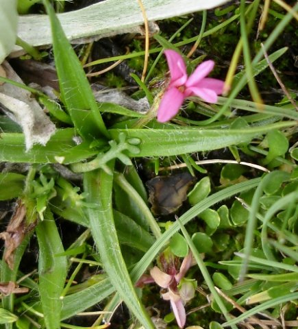 Rhodohypoxis baurii leaves and young flower